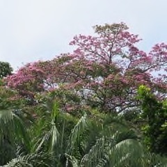 Tabebuia rosea Apamate, Pink Poui, Pink Tecoma, Rosy Trumpet Tree Tabebuia rosea Apamate, Pink Poui, Pink Tecoma, Rosy Trumpet Tree